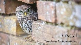 Presentation with cute - Theme with angry birds - cute little owl looking background and a soft green colored foreground