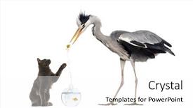 Presentation with goldfish - Audience pleasing PPT theme consisting of angry birds - grey heron and a cat backdrop and a white colored foreground