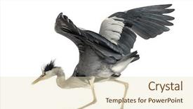  Presentation with moderny dance - PPT theme enhanced with angry birds - grey heron doing a mating background and a soft green colored foreground