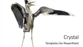  Presentation with dance - PPT layouts with angry birds - grey heron doing a mating background and a white colored foreground