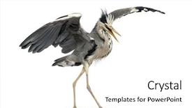  Presentation with dance - Slide deck with angry birds - grey heron doing a mating background and a white colored foreground