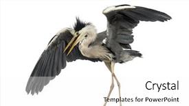  Presentation with dance - PPT theme featuring angry birds - grey heron doing a mating background and a white colored foreground