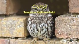 Presentation with person looking out in nature - Presentation featuring angry birds - little owl looking background and a tawny brown colored foreground