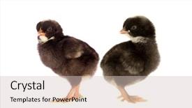  Presentation with baby chickens little cute chicks - Beautiful slide deck featuring angry birds - meeting of two black chickens backdrop and a soft green colored foreground