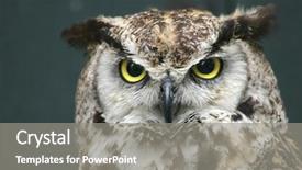  Presentation with yellow green - Cool new PPT theme with kidney - group of pinto red dry backdrop and a coral colored foreground