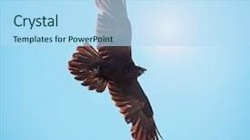  Presentation with raven - Audience pleasing PPT layouts consisting of angry birds - raven flying against the sun backdrop and a light blue colored foreground