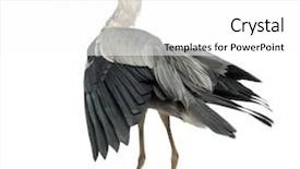  Presentation with flapping - Amazing slide set having angry birds - rear view of an grey backdrop and a white colored foreground