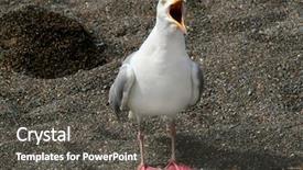  Presentation with seagull - Amazing PPT theme having angry birds - solitary seagull standing backdrop and a dark gray colored foreground