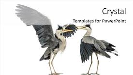  Presentation with flapping - PPT theme consisting of angry birds - two grey herons flapping background and a white colored foreground