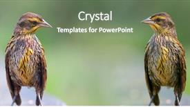  Presentation with pine - PPT theme with angry birds - two pine siskin bird are background and a  colored foreground