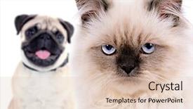  Presentation with happy angry - Amazing slide set having angry cat and happy dog backdrop and a lemonade colored foreground