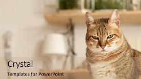  Presentation with unhappy - PPT layouts with team of asian businesspeople having fun outdoor background and a dark gray colored foreground