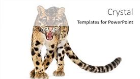  Presentation with angry - PPT theme having angry-clouded-leopard-neofelis-nebulosa background and a white colored foreground