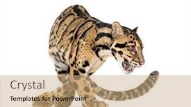  Presentation with angry - Theme enhanced with angry-clouded-leopard-neofelis-nebulosa background and a coral colored foreground