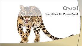  Presentation with angry teen - Slide set consisting of angry-clouded-leopard-neofelis-nebulosa background and a white colored foreground