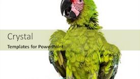  Presentation with white green - Presentation theme featuring angry-great-green-macaw-spreading background and a yellow colored foreground