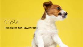  Presentation with russell - Presentation theme with angry-jack-russell-terrier-growling background and a yellow colored foreground