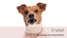  Presentation with russell - PPT theme with angry-jack-russell-terrier background and a lemonade colored foreground