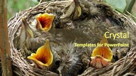  Presentation with eat - Audience pleasing slides consisting of angry little birds ask backdrop and a tawny brown colored foreground