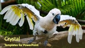  Presentation with parrot - Amazing slide set having angry parrot - scarlat macaw backdrop and a tawny brown colored foreground