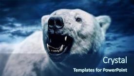  Presentation with polar bear - Slide deck with angry polar bear with sharp background and a ocean colored foreground