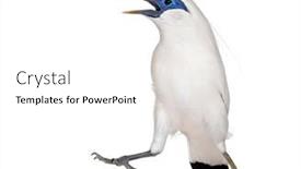  Presentation with h7n9 bird flu - Presentation design featuring angry-rothschild-s-swift-bird background and a white colored foreground