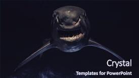  Presentation with angry teen - Theme enhanced with angry shark with sharp teeth background and a wine colored foreground