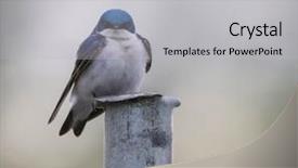  Presentation with swallow - Beautiful theme featuring angry swallow sitting backdrop and a light gray colored foreground