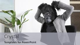  Presentation with mask - Beautiful PPT theme featuring angry-young-man-in-gorilla backdrop and a light gray colored foreground