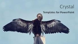  Presentation with wetland - Colorful slide deck enhanced with anhinga-bird-in-florida-wetland backdrop and a light blue colored foreground