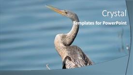  Presentation with florida - Beautiful PPT layouts featuring anhinga-bird-near-lake backdrop and a teal colored foreground