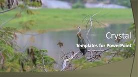  Presentation with branch - Presentation theme consisting of anhinga-bird-on-the-tree background and a seafoam green colored foreground