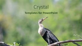  Presentation with branch - Slide deck featuring anhinga-bird-on-the-tree background and a mint green colored foreground