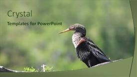  Presentation with branch - Colorful presentation theme enhanced with anhinga-bird-on-the-tree backdrop and a seafoam green colored foreground