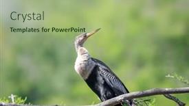 Presentation with branch - Slide set having anhinga-bird-on-the-tree background and a mint green colored foreground