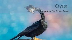  Presentation with wetlands - PPT layouts having anhinga-bird background and a  colored foreground