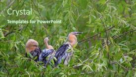  Presentation with chicks - Colorful PPT theme enhanced with anhinga-with-chicks-in-nest backdrop and a tawny brown colored foreground