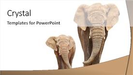  Presentation with elephant - Slide set featuring animal - african elephant loxodonta africana family background and a white colored foreground