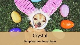  Presentation with rabbit - Presentation theme consisting of animal - authentic photo of a cute background and a coral colored foreground