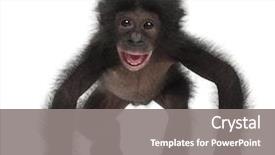  Presentation with old fashioned black and white - Presentation design having animal - baby bonobo pan paniscus 4 background and a gray colored foreground