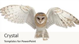  Presentation with barn - PPT theme with animal - barn owl tyto alba 4 background and a lemonade colored foreground