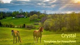  Presentation with kentucky - Presentation with animal - beautiful chestnut horses background and a tawny brown colored foreground