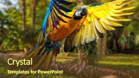  Presentation with parrot - Slide set enhanced with animal - beautiful colourful parrot over tropical background and a tawny brown colored foreground