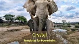 Presentation with elephants - Cool new presentation theme with animal - beautiful images of of african backdrop and a tawny brown colored foreground