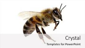  Presentation with bee - Slides consisting of animal - bee isolated on the white background and a white colored foreground