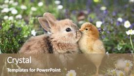  Presentation with rabbit - Slide set consisting of animal - best friends bunny rabbit background and a coral colored foreground