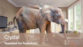  Presentation with room - Presentation having animal - big elephant and the basket background and a coral colored foreground