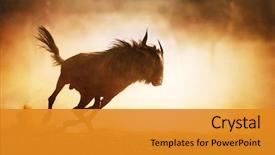  Presentation with dust - PPT layouts with animal - blue wildebeest running in dust background and a gold colored foreground