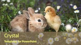  Presentation with rabbit - Colorful presentation theme enhanced with animal - bunny rabbit and chick are backdrop and a violet colored foreground