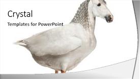  Presentation with white horse - Audience pleasing presentation design consisting of animal - chimera with a horse backdrop and a white colored foreground